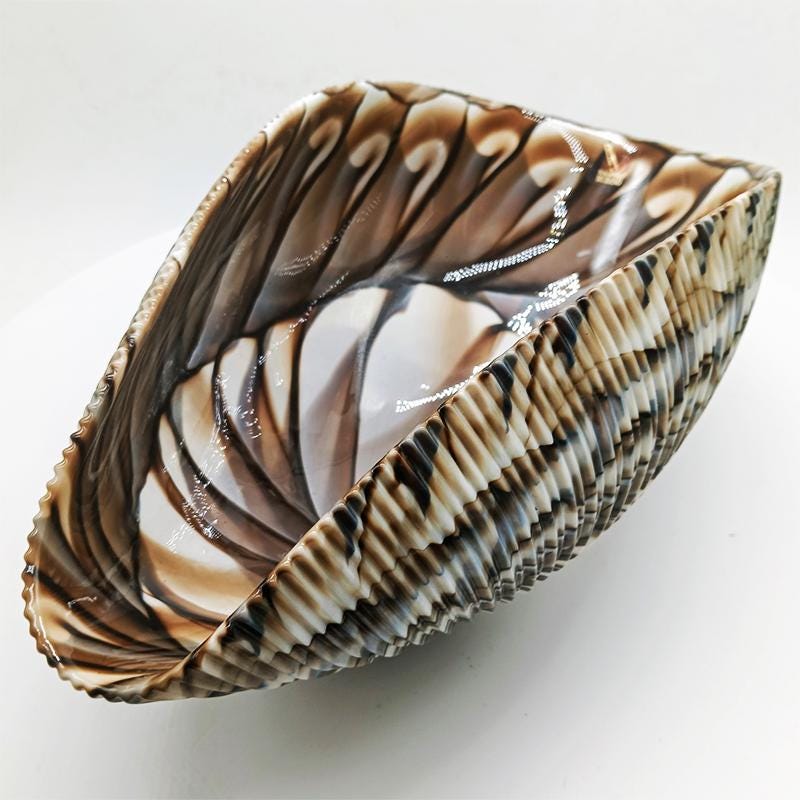 Large Shell Centerpiece / Ashtray / Empty Pocket in hand-worked Murano Art Glass. Made in Italy .  Label - 30 cm. / 11.81 inches.