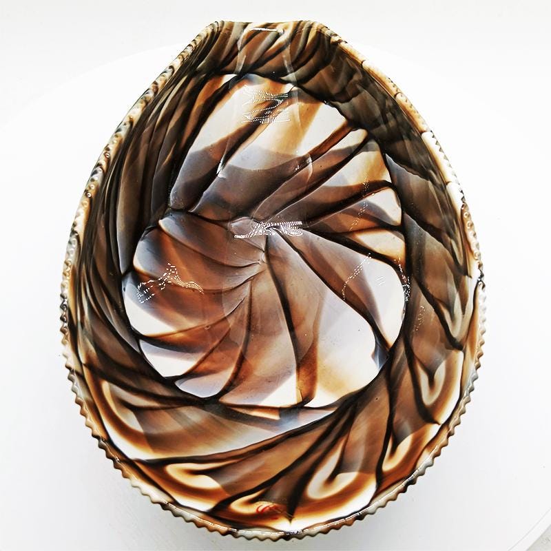 Large Shell Centerpiece / Ashtray / Empty Pocket in hand-worked Murano Art Glass. Made in Italy .  Label - 30 cm. / 11.81 inches.