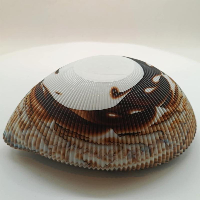 1970s Shell Ashtray - Empty Pocket in hand-worked Murano Art Glass. Made in Italy . Original Label - 18 cm / 7.08 inches.