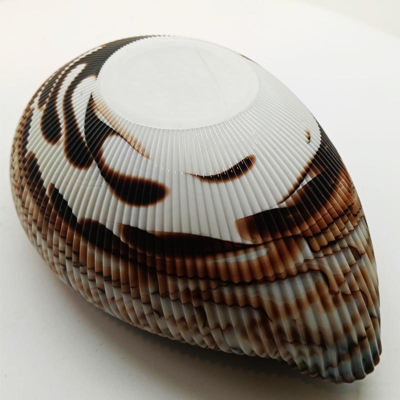 1970s Shell Ashtray - Empty Pocket in hand-worked Murano Art Glass. Made in Italy . Original Label - 18 cm / 7.08 inches.